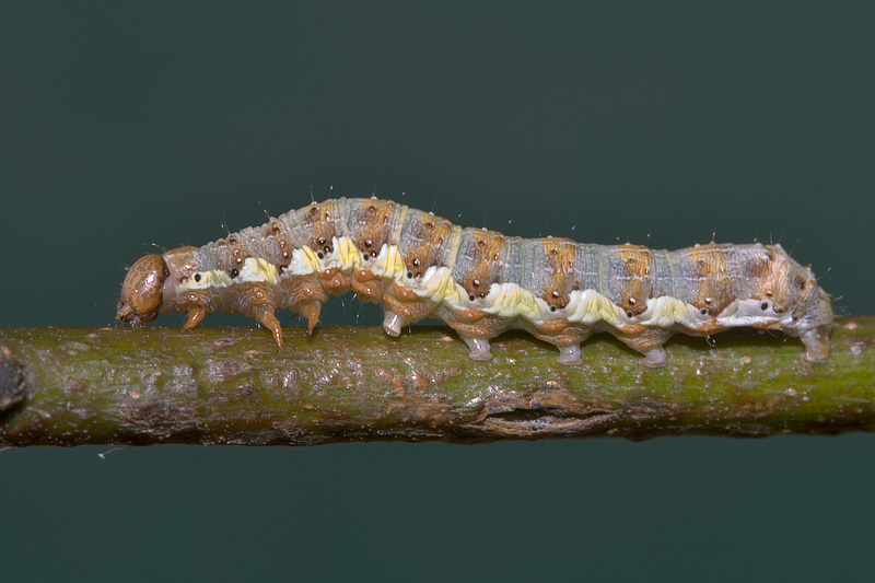 Larva da determinare - Microlepidottero?